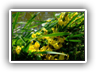 szkółka roślin ogrodowych olsztyn